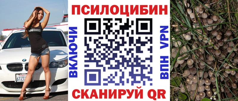 Псилоцибиновые грибы Psilocybe как найти закладки Павлово